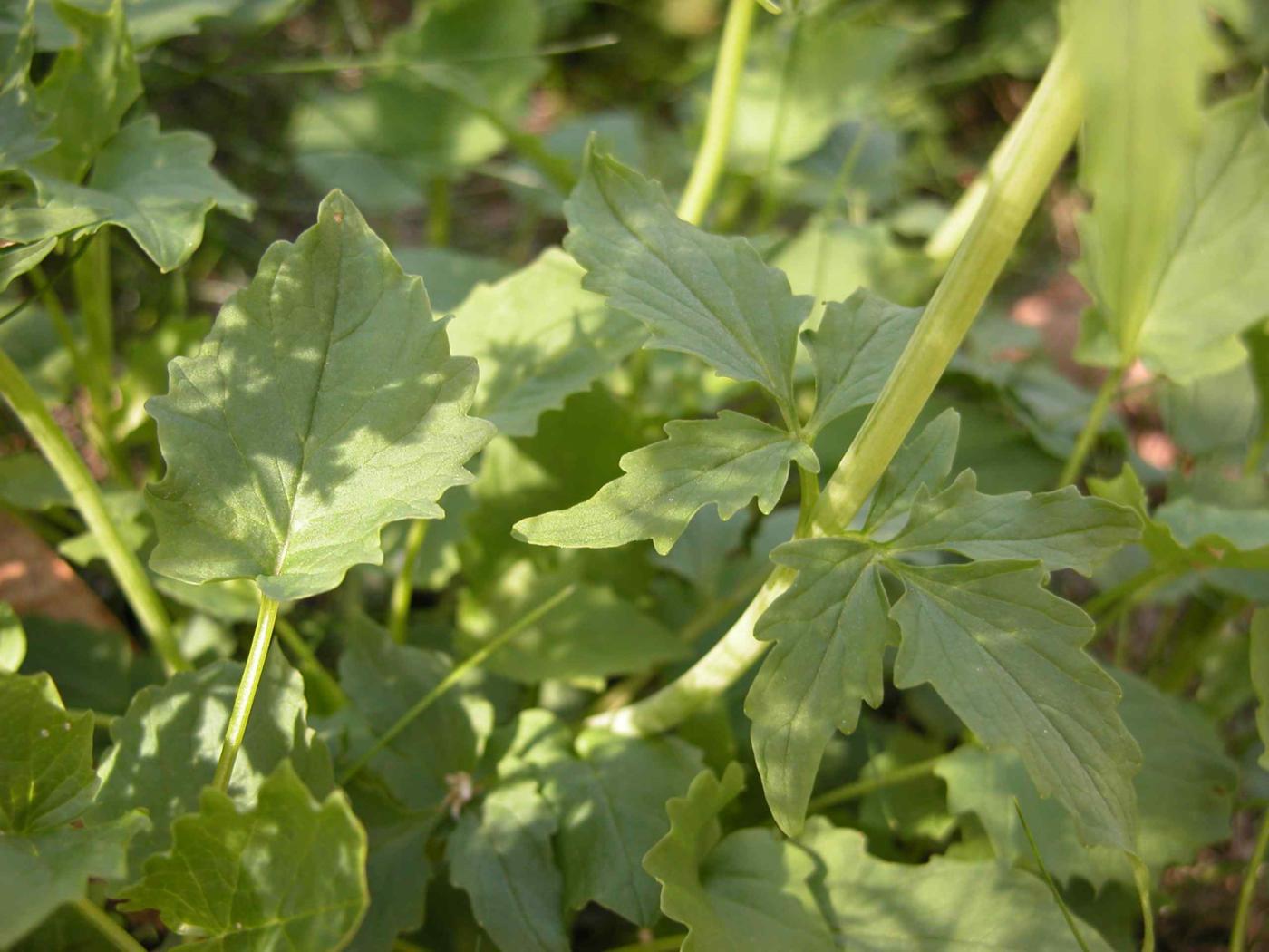 Valerian, Three-leaved leaf